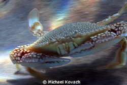 Crab just past the sand bar on the way to the Ledge of Tu... by Michael Kovach 